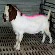 波尔山羊小羊羔种公羊怀孕母羊纯种波尔，全国一只也可发货