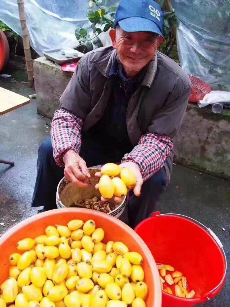 枇杷膏