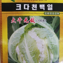 自抱叶紧花菜种子白花菜种子