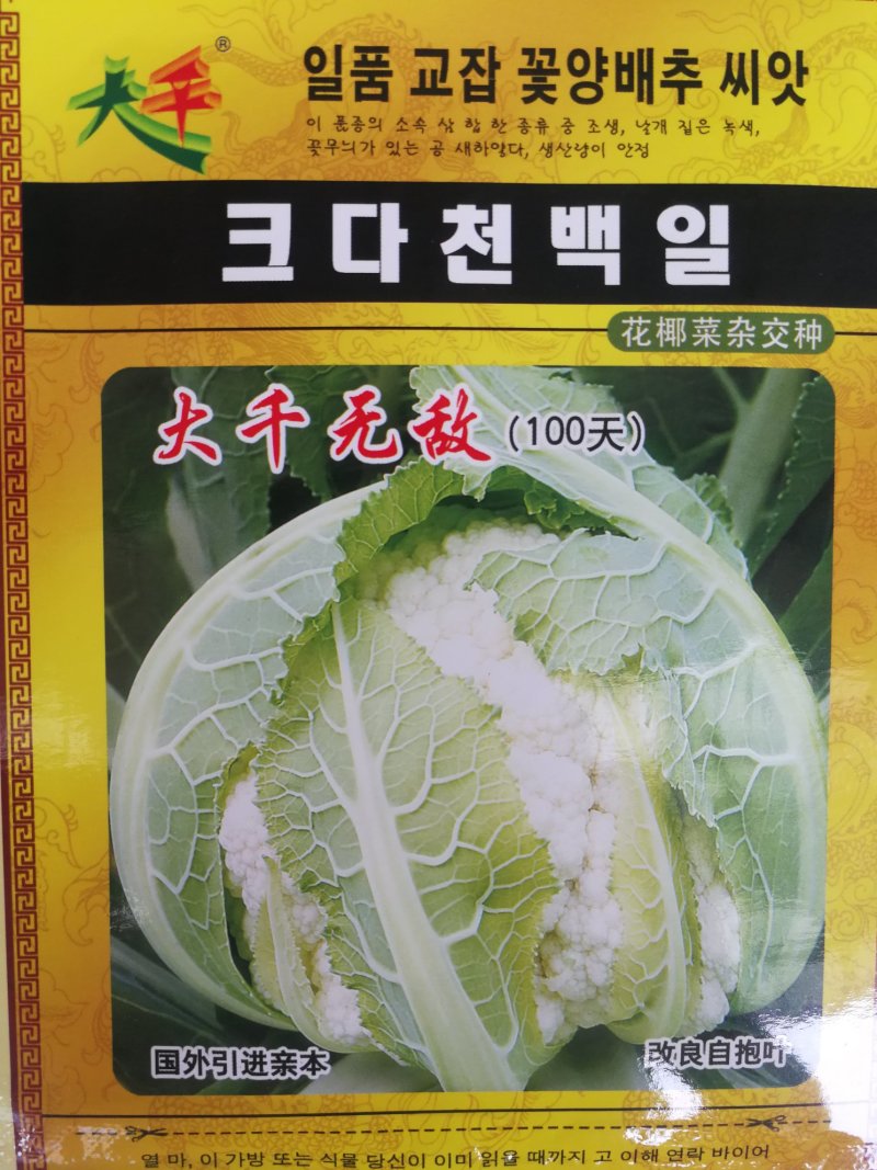自抱叶紧花菜种子白花菜种子