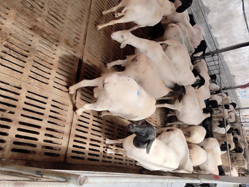 澳洲白绵羊白头杜泊种羊肉羊羊羔肉羊包邮包活包健