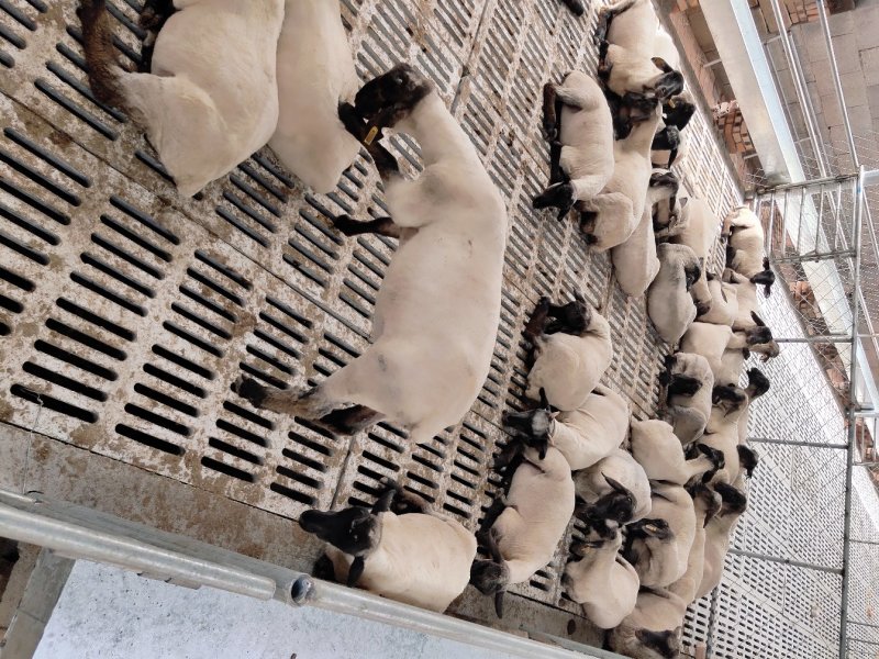 澳洲白绵羊白头杜泊种羊肉羊羊羔肉羊包邮包活包健
