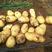 荷兰十五土豆，货源充足品质保证价格美丽！！！