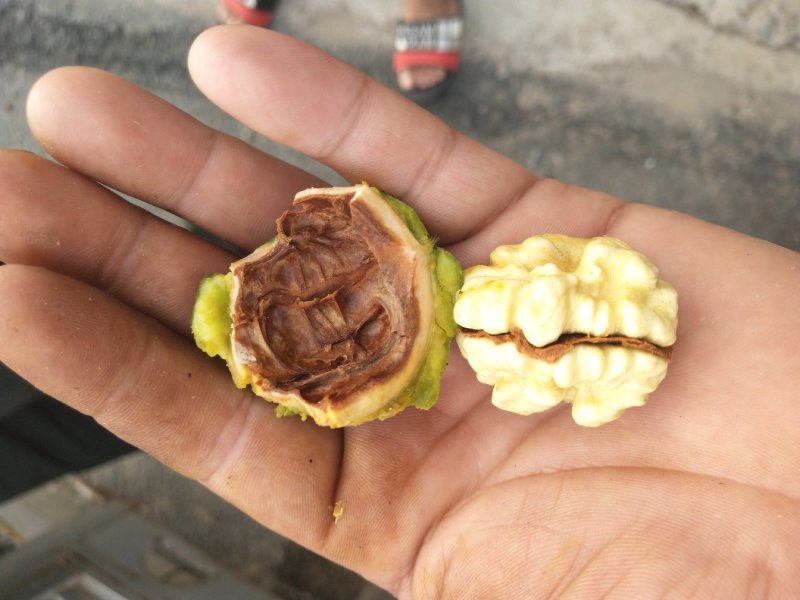 青皮核桃