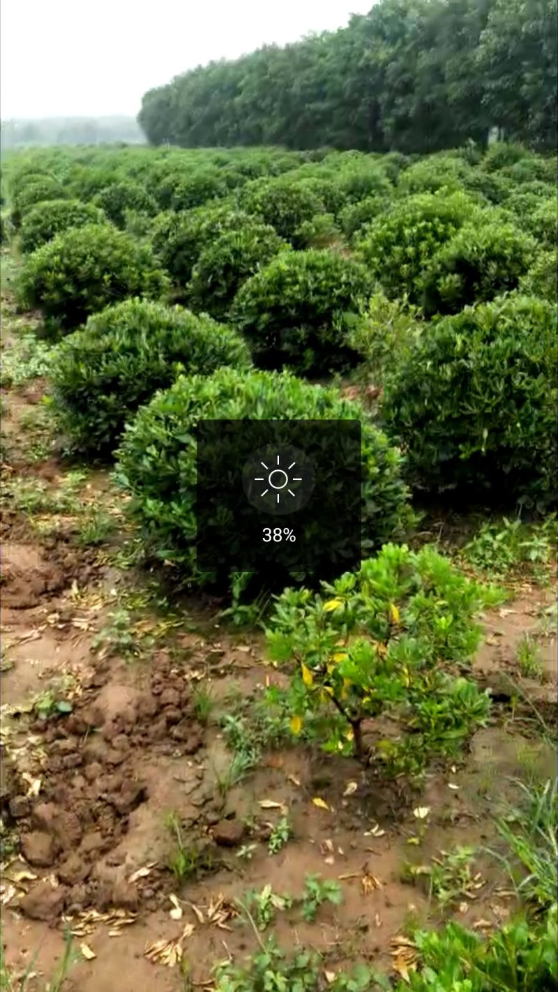 海桐球