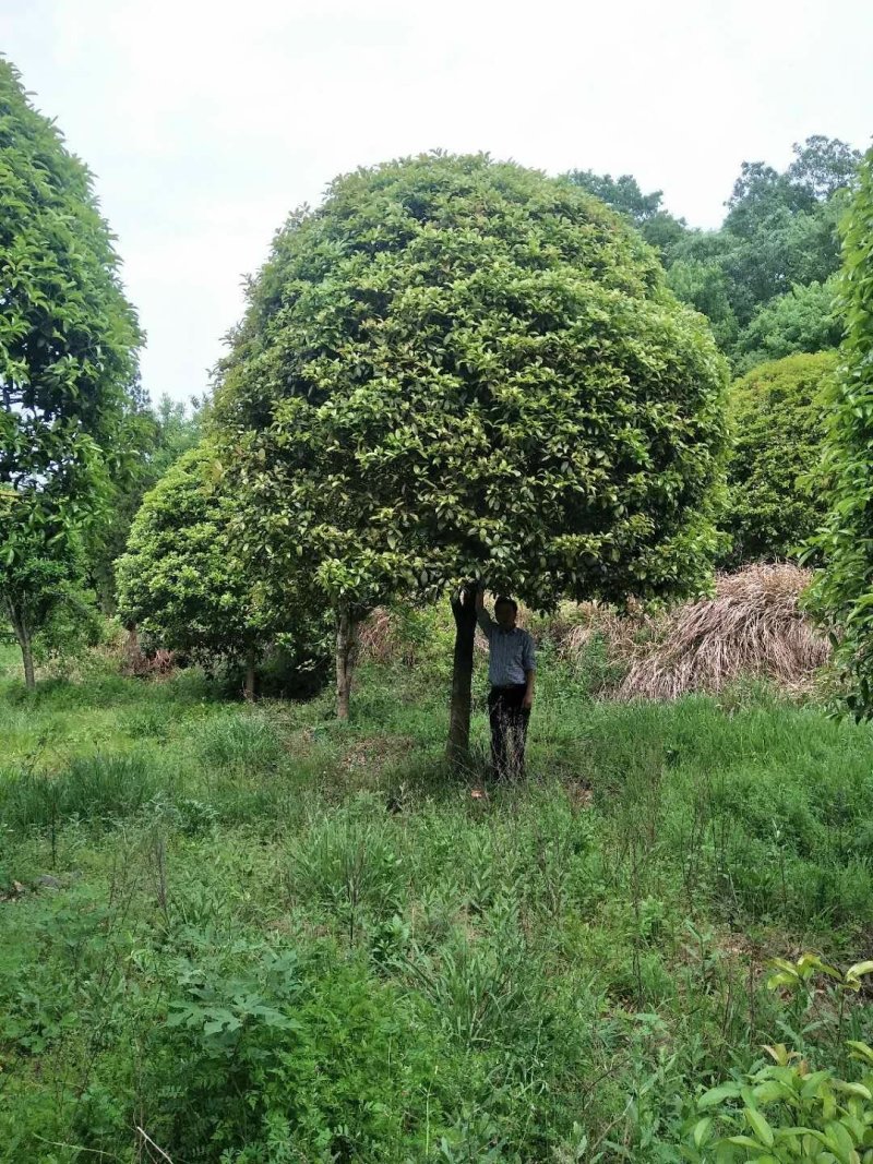 精品桂花