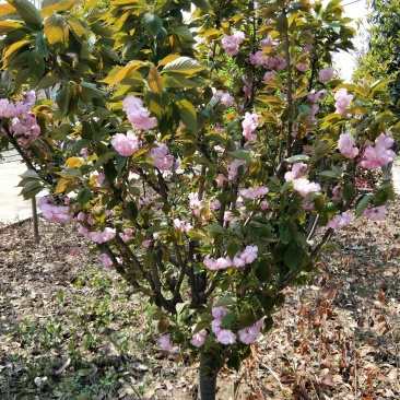 樱花