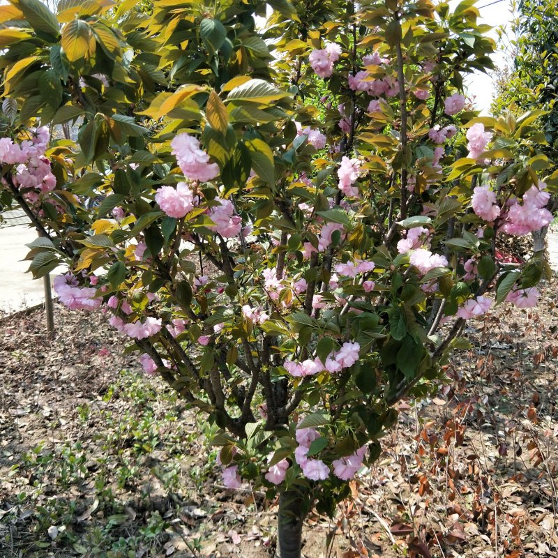 樱花