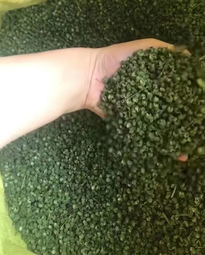 云南昭通彝良原生态青麻椒大量上市品质保证产地直发