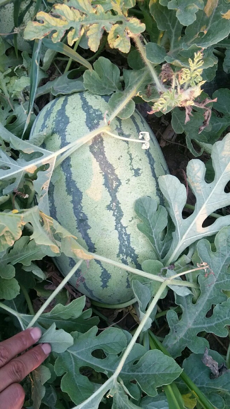 头茬大西瓜