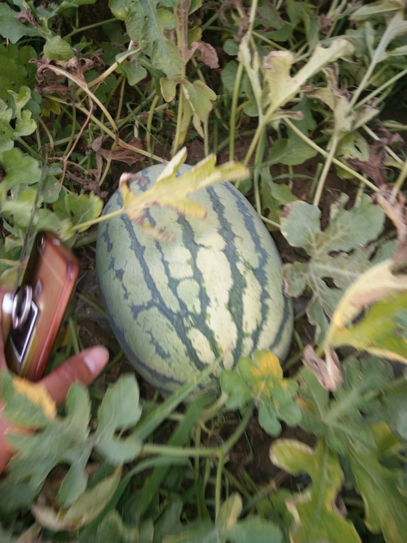 头茬大西瓜