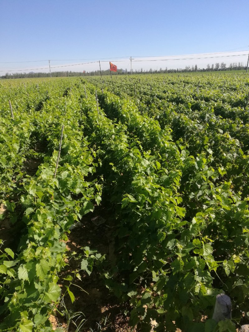 威代尔葡萄苗，一年生贝达嫁接威代尔葡萄苗基地
