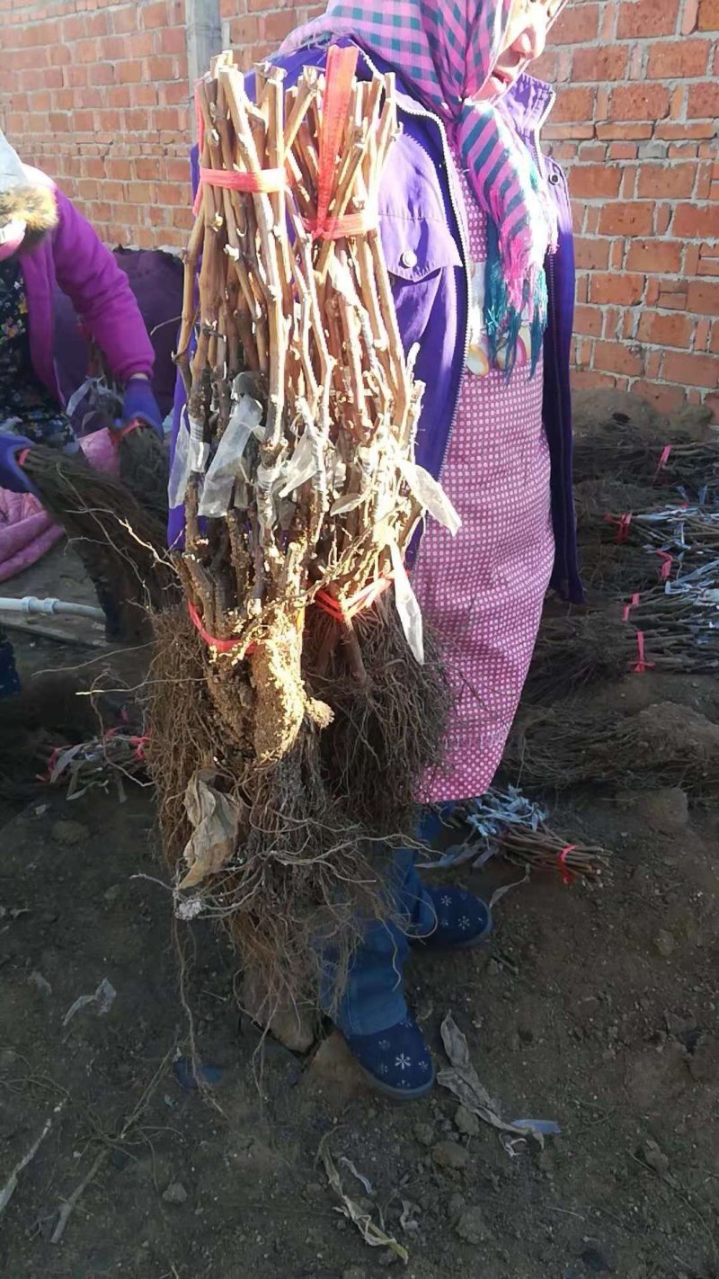 威代尔葡萄苗，一年生贝达嫁接威代尔葡萄苗基地