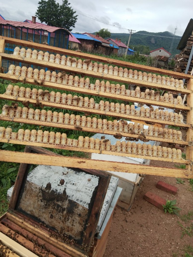 蜂皇浆，自产自销蜂皇浆，可增强免疫力。