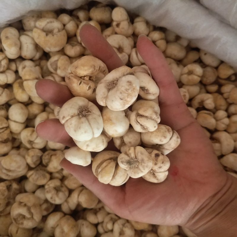 振兴药材批发供应浙贝个规格齐全产地直供一手货源全国发货