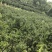 雀舌小叶黄杨出售需要联系了。