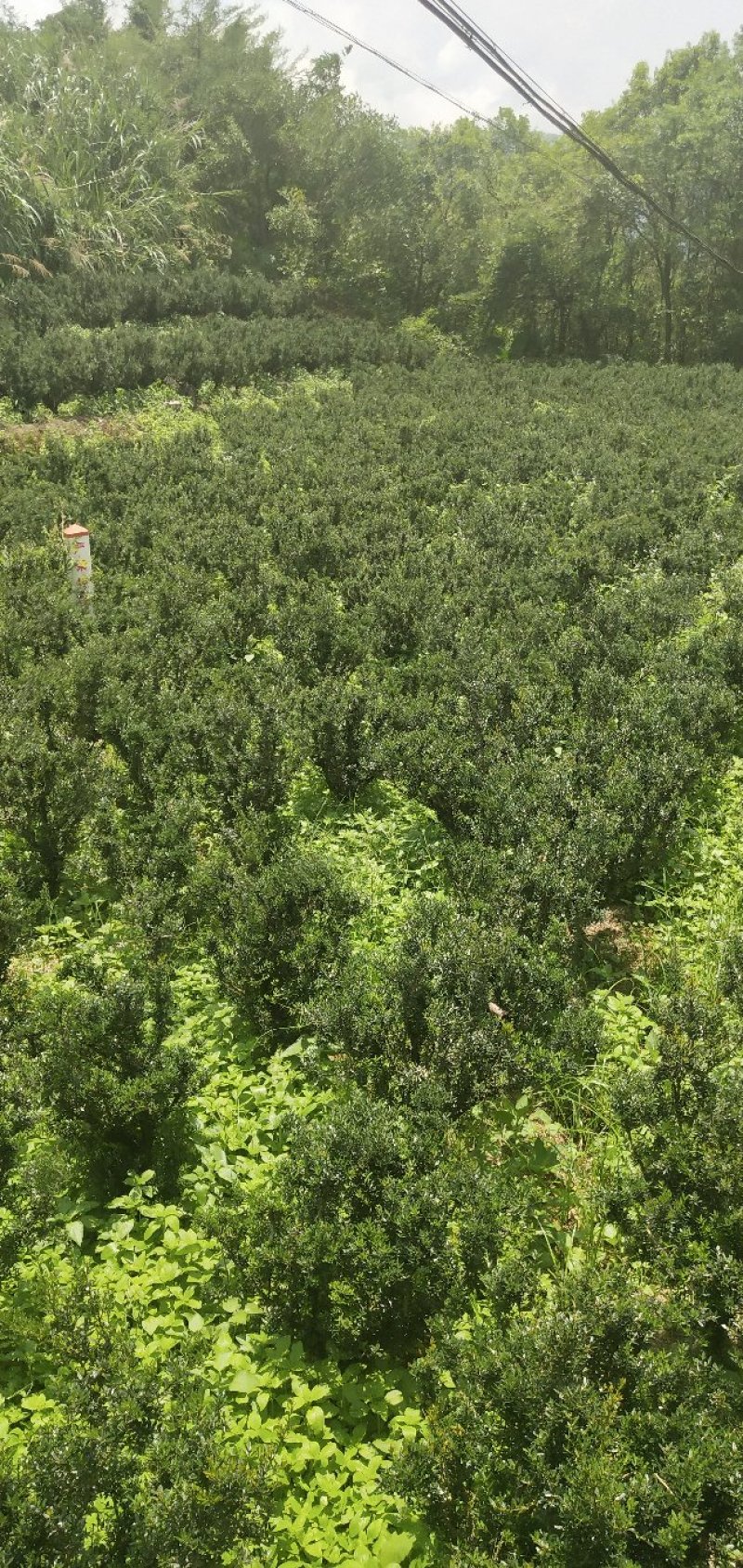 雀舌小叶黄杨出售需要联系了。