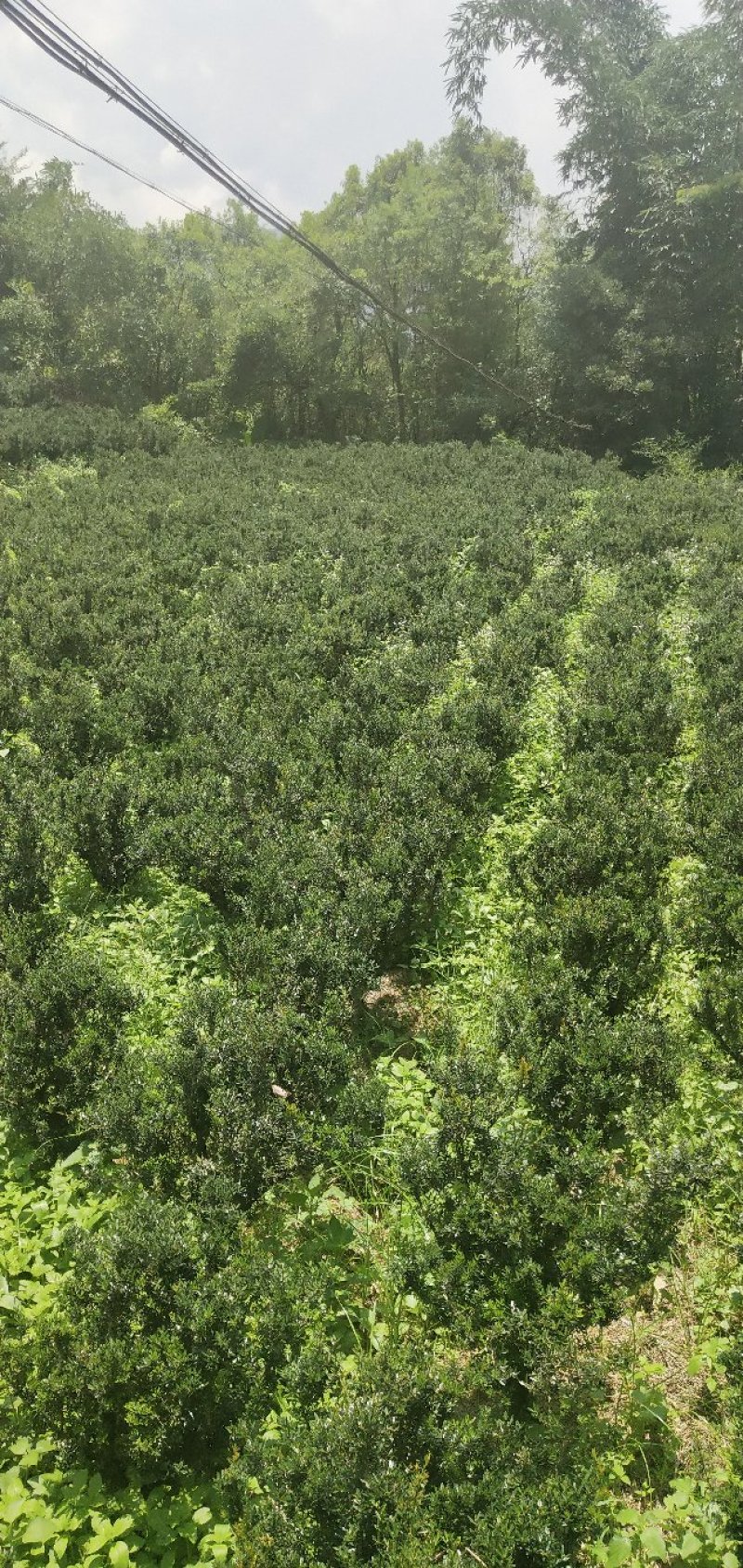 雀舌小叶黄杨出售需要联系了。