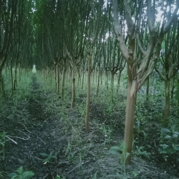 8公分精品紫薇