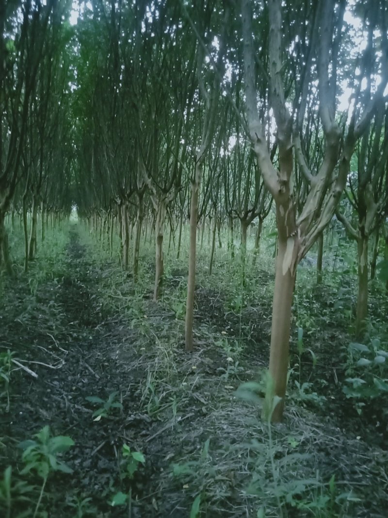 8公分精品紫薇