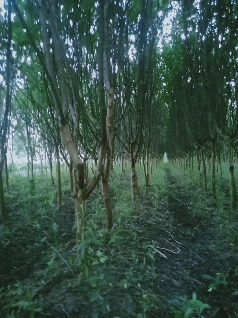 8公分精品紫薇