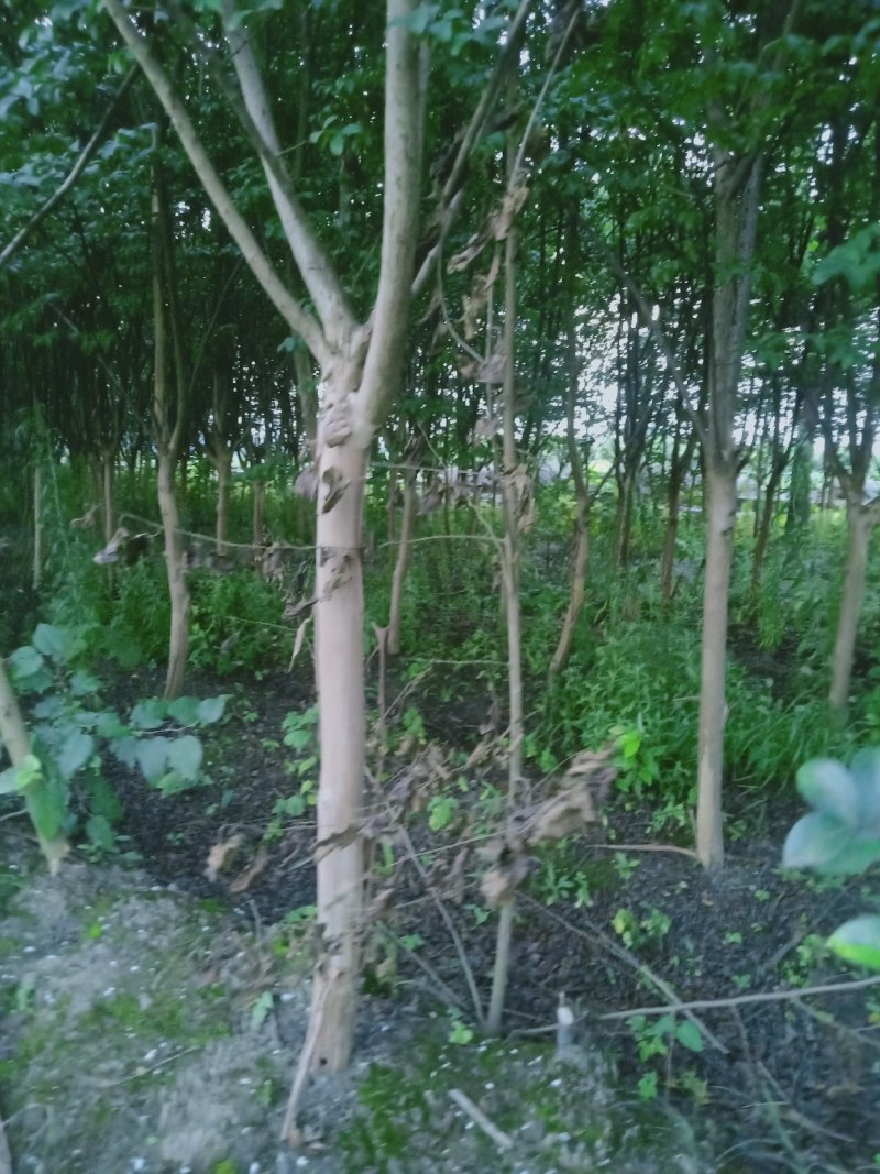 8公分精品紫薇
