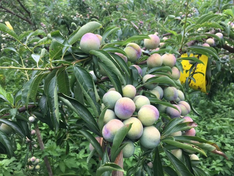 马上熟了，7月15上市，珍珠李
