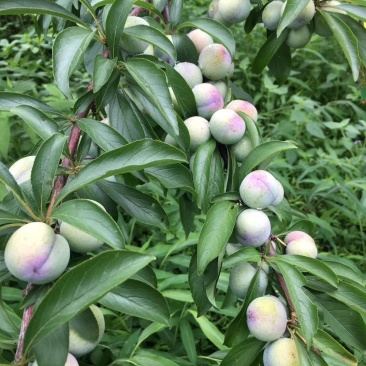 马上熟了，7月15上市，珍珠李