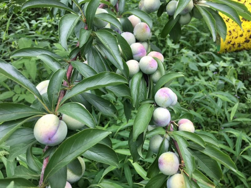 马上熟了，7月15上市，珍珠李