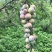 马上熟了，7月15上市，珍珠李