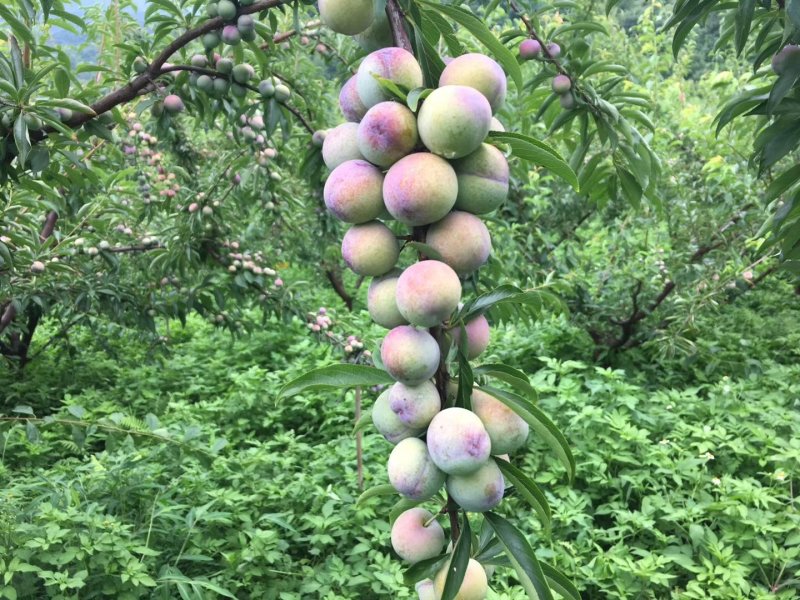 马上熟了，7月15上市，珍珠李
