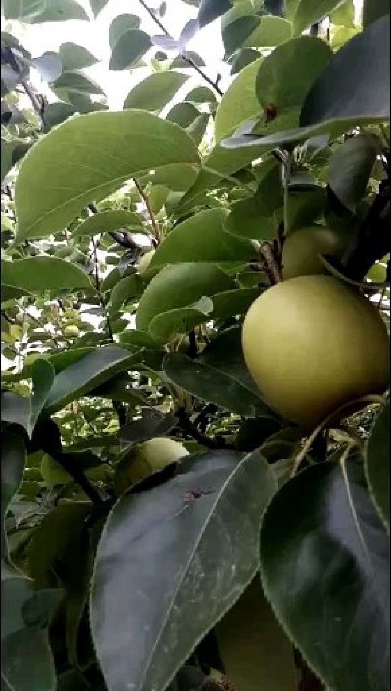 皇冠梨，不套袋青皇冠梨大量上市！青皮皇冠梨白皮皇冠梨大量