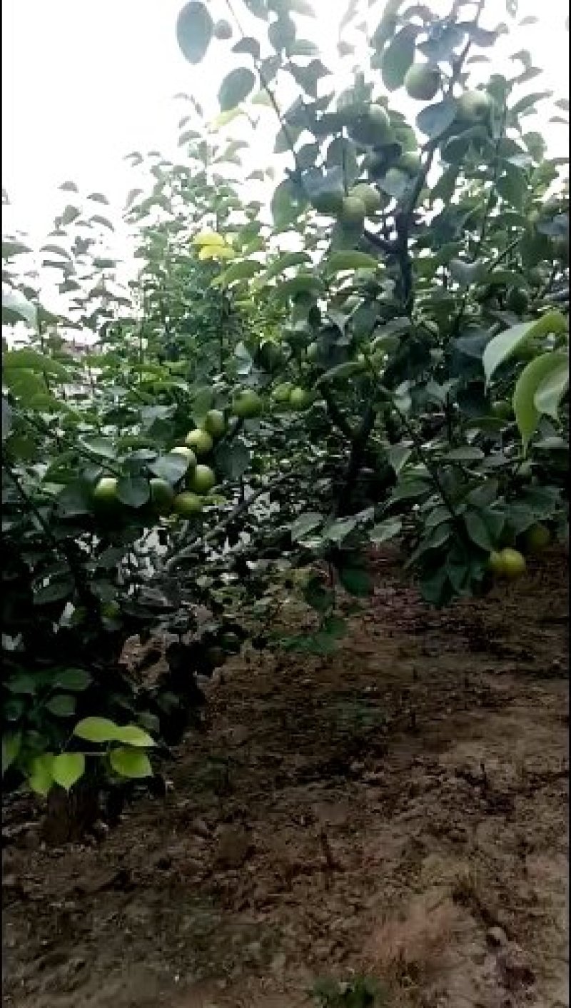 皇冠梨，不套袋青皇冠梨大量上市！青皮皇冠梨白皮皇冠梨大量