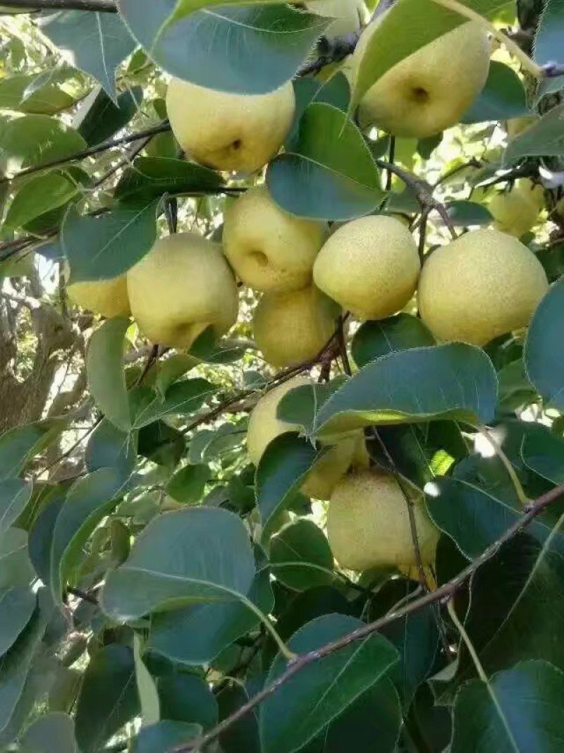 皇冠梨，不套袋青皇冠梨大量上市！青皮皇冠梨白皮皇冠梨大量