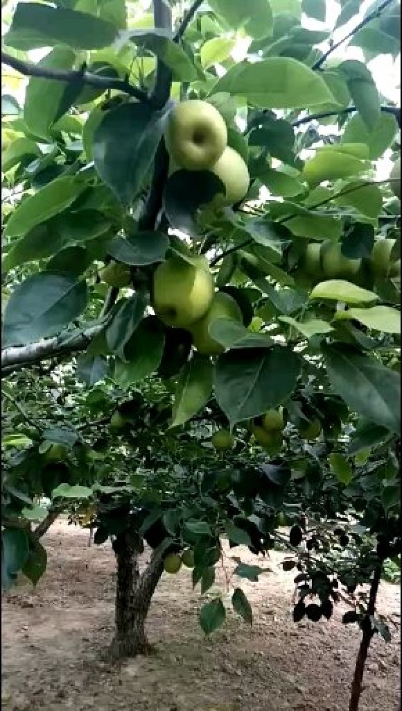 皇冠梨，不套袋青皇冠梨大量上市！青皮皇冠梨白皮皇冠梨大量