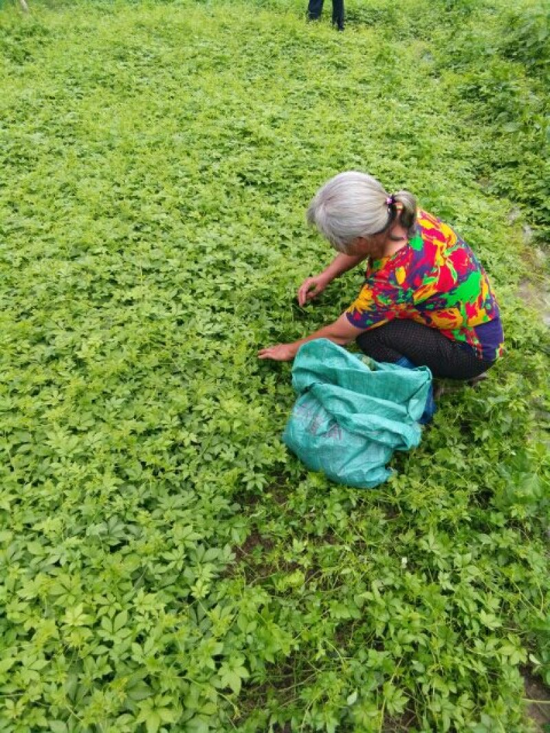 绞股蓝茶，青钱柳茶