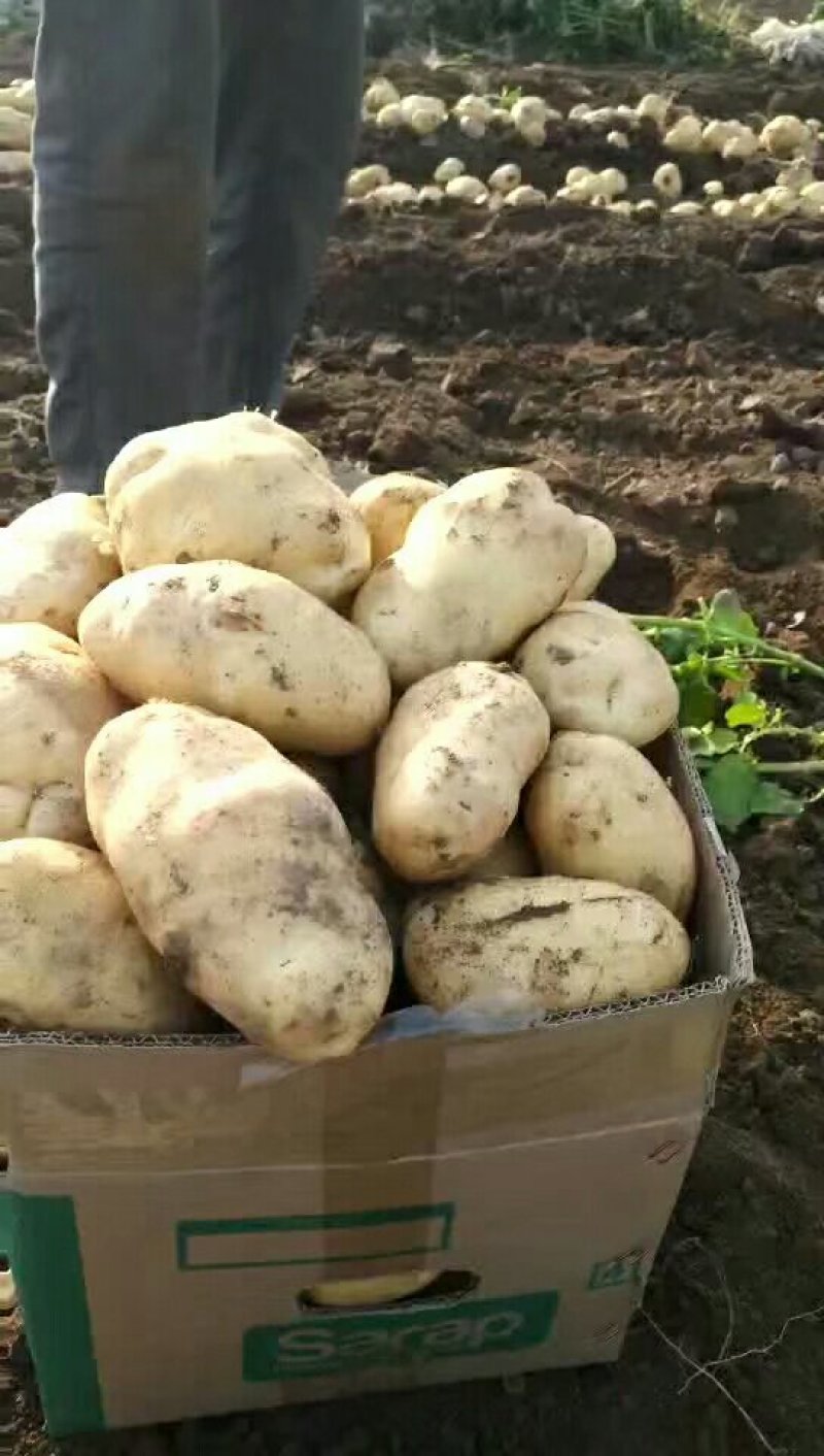 土豆大量上市