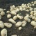 土豆大量上市
