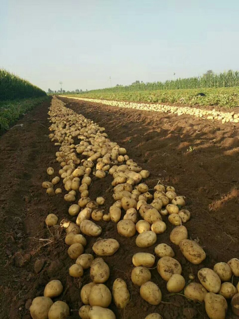 土豆大量上市