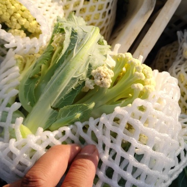 青梗散花莱菜花有机花80天
