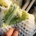 青梗散花莱菜花有机花80天