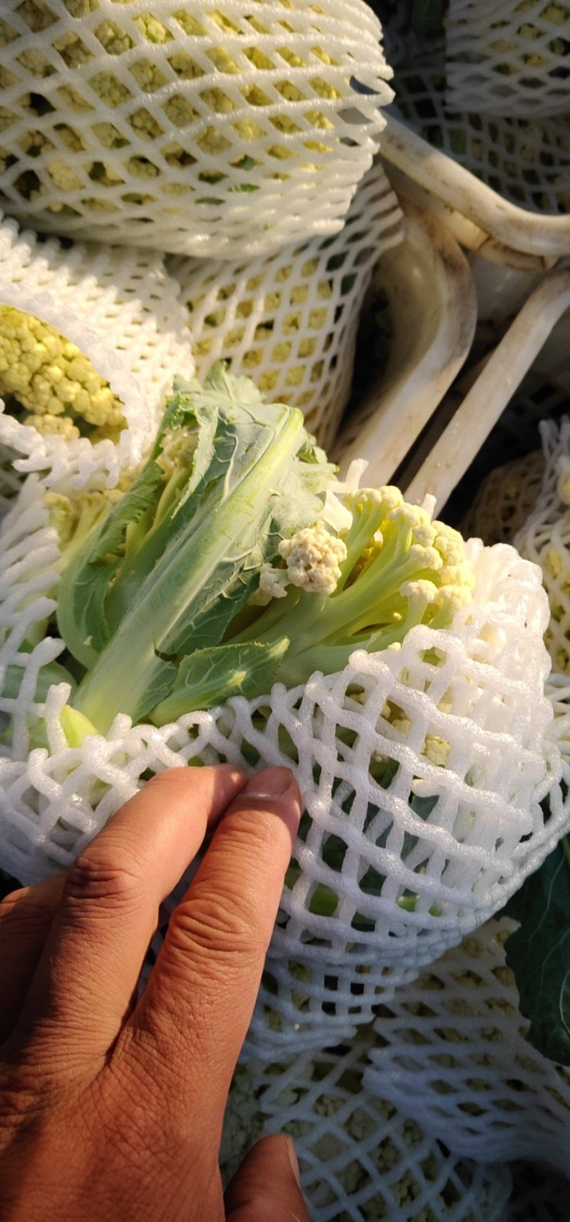 青梗散花莱菜花有机花80天