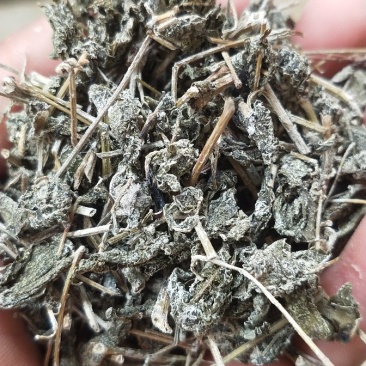 端午莓茶，也叫藤茶