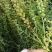 双季黄芩