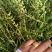 双季黄芩