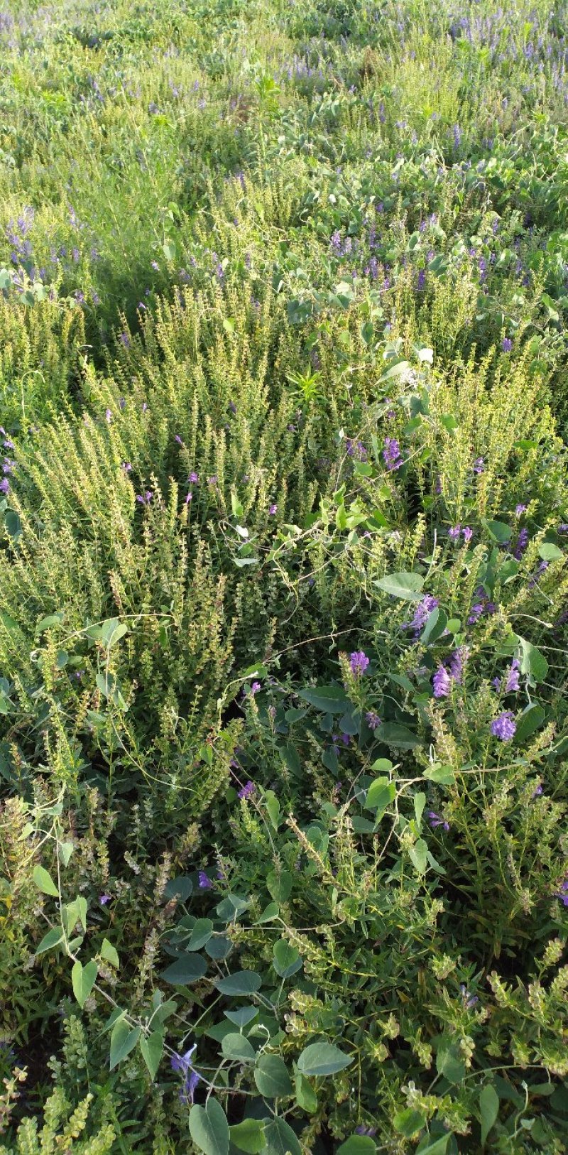双季黄芩