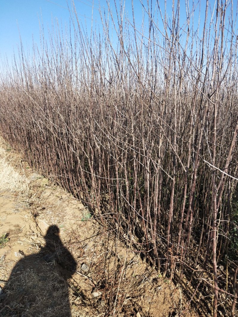 云南苹果苗烟富3苹果苗烟富8苹果苗晚熟苹果苗