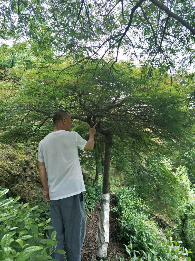 羽毛枫精品羽毛枫6-20公分