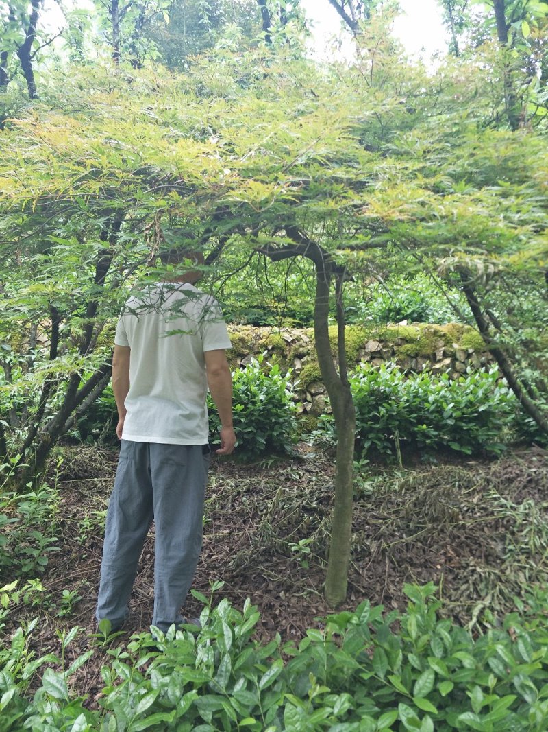 羽毛枫精品羽毛枫6-20公分