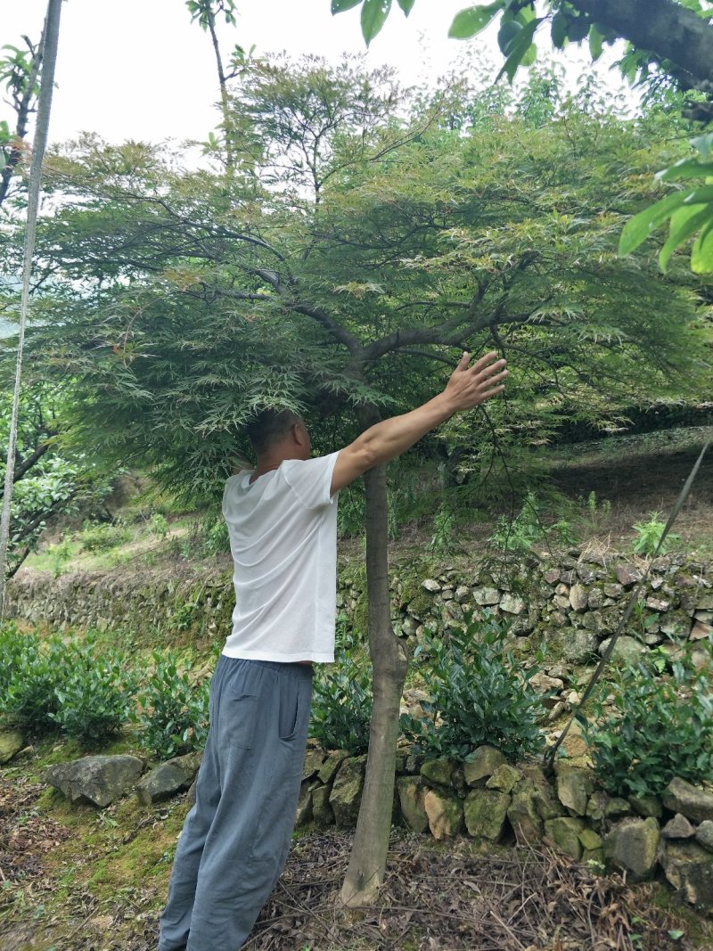 羽毛枫精品羽毛枫6-20公分